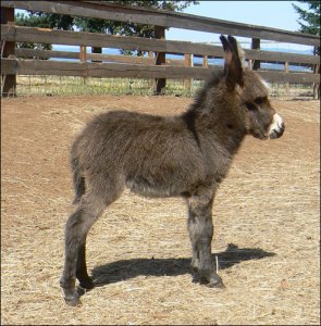 Click photo to enlarge image