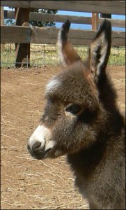 Click photo to enlarge image