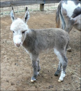 Click photo to enlarge image