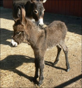 Click photo to enlarge image