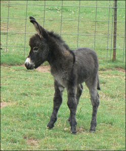 Click here to enlarge this picture.