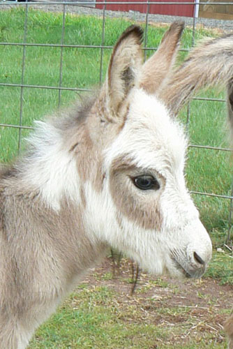 Click here to enlarge this picture.