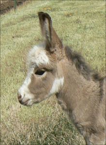 Click here to enlarge this picture.