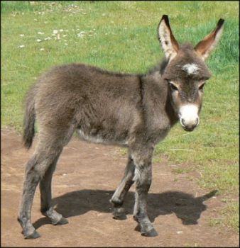 Click here to enlarge this picture.