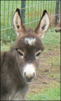 Click here to enlarge this picture.