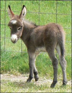 Click here to enlarge this picture.