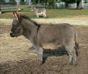 Click here to enlarge this picture.