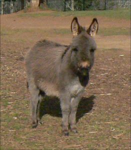 Click here to enlarge this picture.