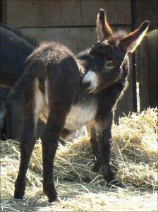 Click here to enlarge this picture.