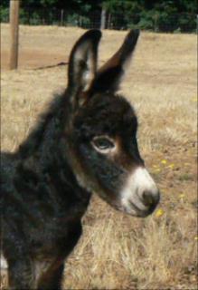 Click here to enlarge this picture.