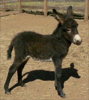 Click here to enlarge this picture.