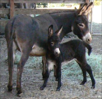 Click here to enlarge this picture.