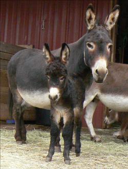 Click here to enlarge this picture.