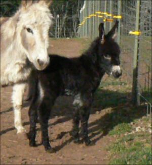 Click here to enlarge this picture.