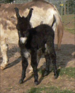 Click here to enlarge this picture.