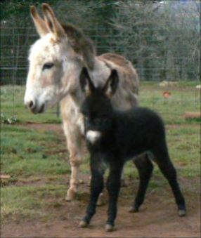 Click here to enlarge this picture.