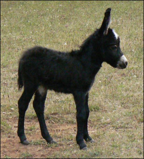 Click here to enlarge this picture.