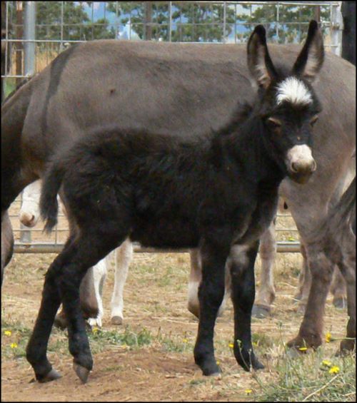 Click here to enlarge this picture.