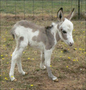 Click here to enlarge this picture.