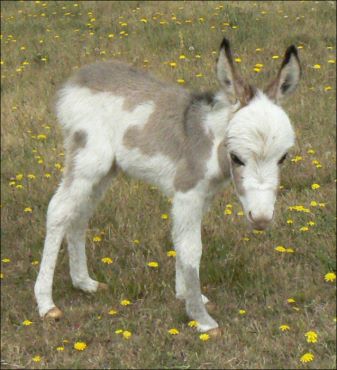 Click here to enlarge this picture.