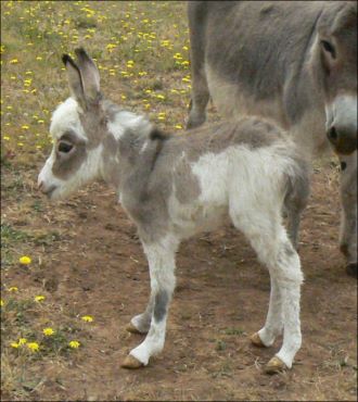 Click here to enlarge this picture.