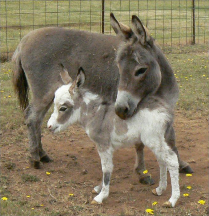 Click here to enlarge this picture.