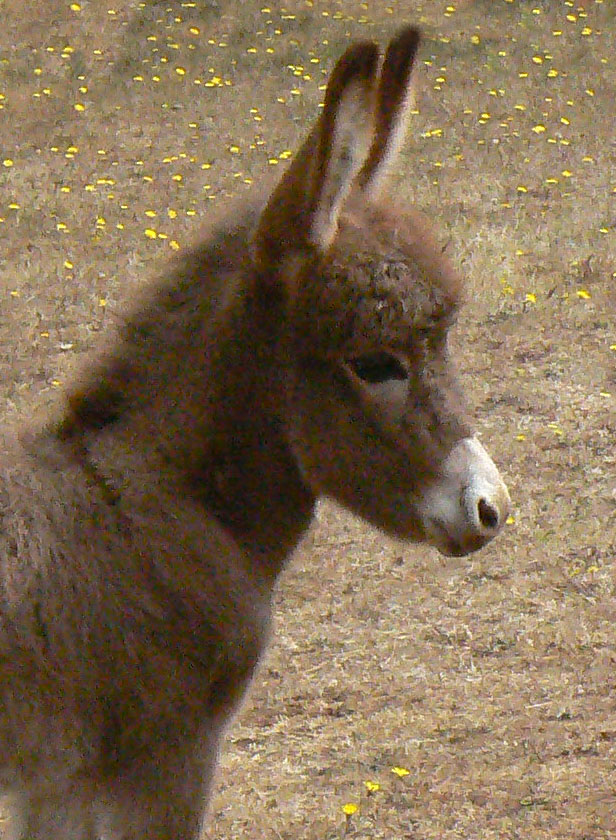 Click here to enlarge this picture.