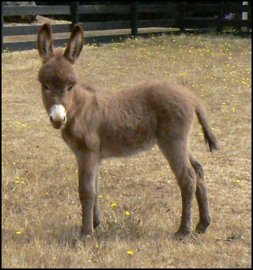 Click here to enlarge this picture.