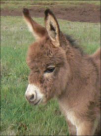 Click here to enlarge this picture.