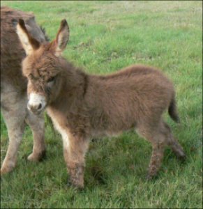 Click here to enlarge this picture.