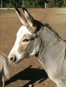 Click here to enlarge this picture.