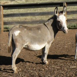 Click here to enlarge this picture.