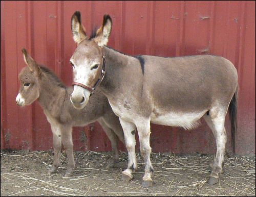 Click here to enlarge this picture.