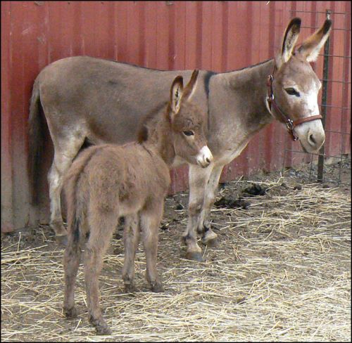 Click here to enlarge this picture.