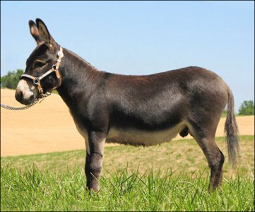 Click here to enlarge this picture.