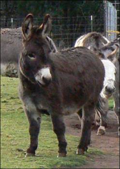 Click here to enlarge this picture.