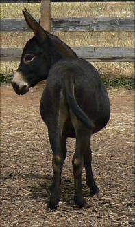 Click here to enlarge this picture.