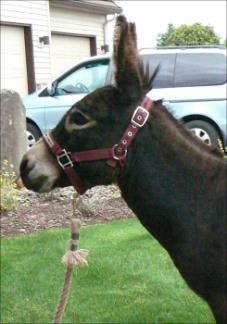 Click here to enlarge this picture.