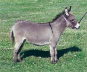 Click here to enlarge this picture.