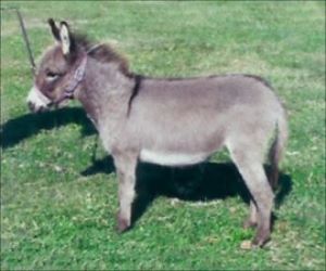 Click here to enlarge this picture.