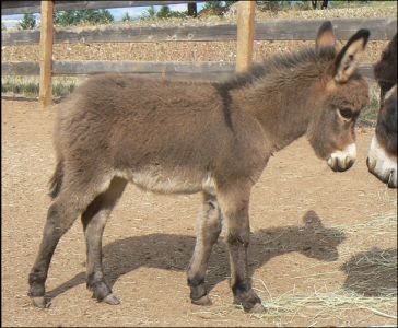 Click photo to enlarge image