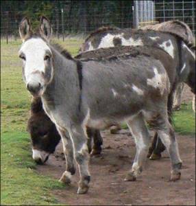 Click here to enlarge this picture.