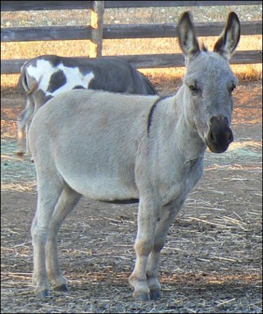 Click here to enlarge this picture.