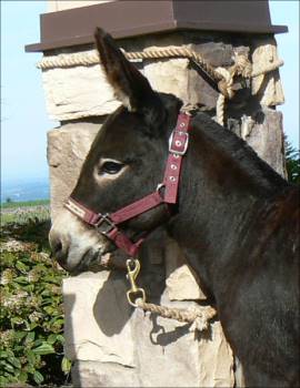 Click photo to enlarge image