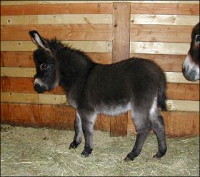 Click here to enlarge this picture.