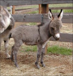 Click here to enlarge this picture.