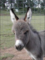 Click here to enlarge this picture.