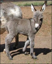 Click here to enlarge this picture.