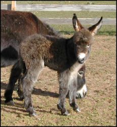 Click here to enlarge this picture.