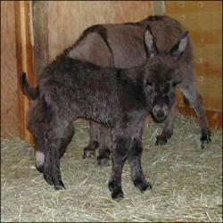 Click here to enlarge this picture.